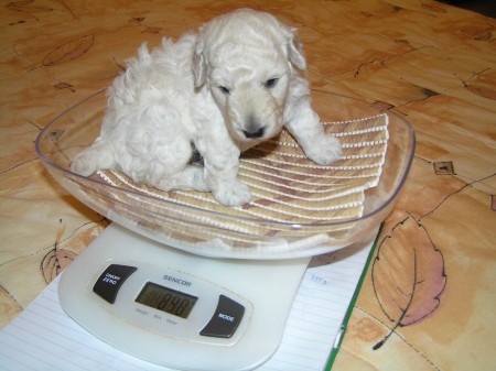 21. den: A zase to vážení. S polštářkem už do misky nevejdu. Brrr to tlačí.